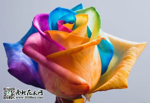 七色彩虹花2