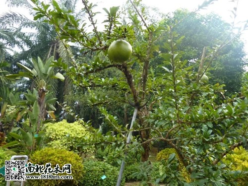 炸彈樹