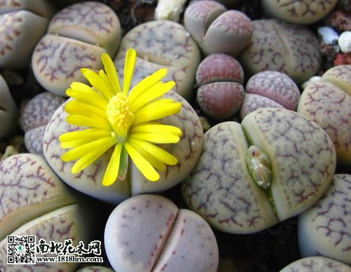 生石花2