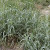 供應水生花葉蘆竹|花葉蘆竹供應