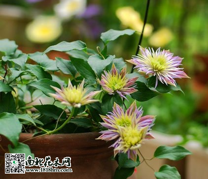 鐵線蓮