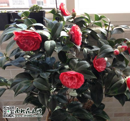 茶花