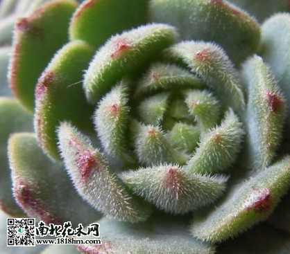 玫瑰蓮