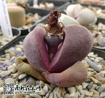 紅帝玉