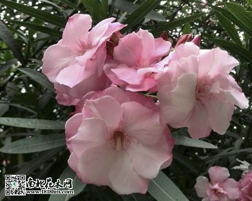 20150402H4807_5KBWu.thumb.700_0
