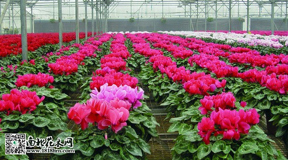 沭陽花卉