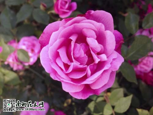 201504252648_J8BVE.thumb.700_0