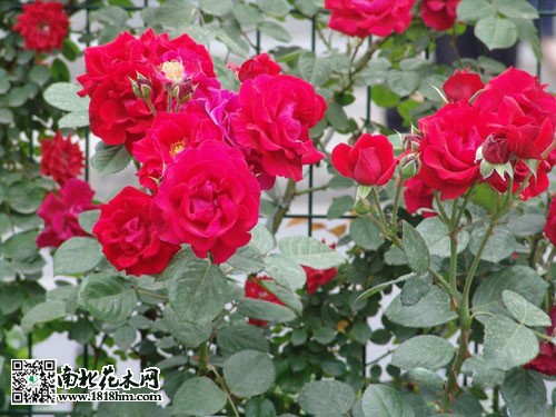 豐花月季