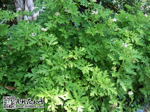 驅蚊草