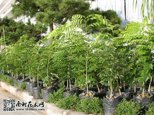黃花梨
