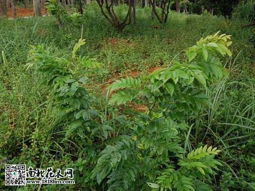 黃花梨1