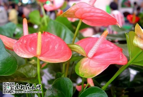 紅掌