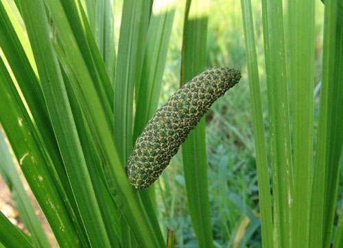 節菖蒲