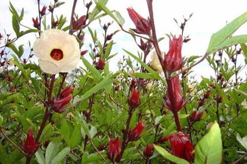 洛神花圖片