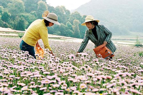 燈盞花