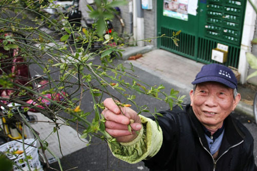 養花諺語