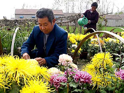 養花民俗