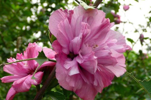 木槿花、