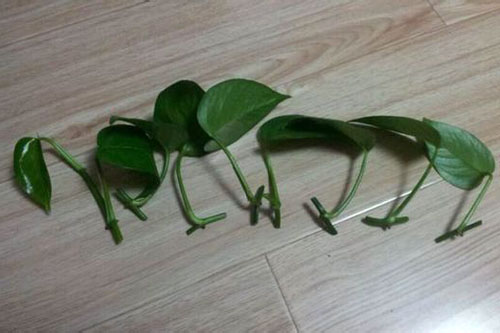 綠蘿葉片