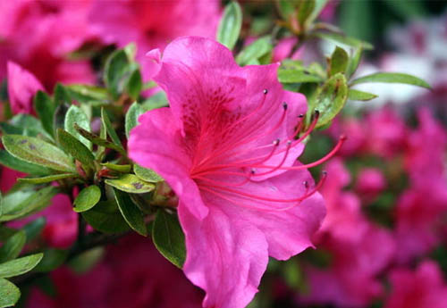 杜鵑花圖片