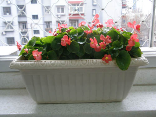 四季海棠