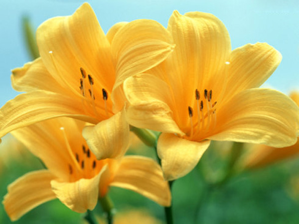 百合花花語