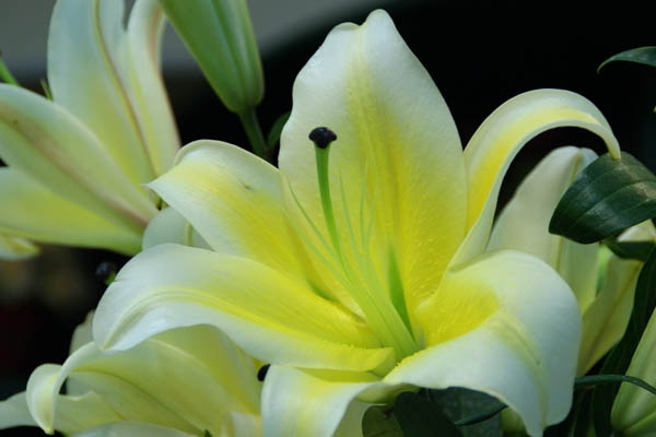 百合花圖片
