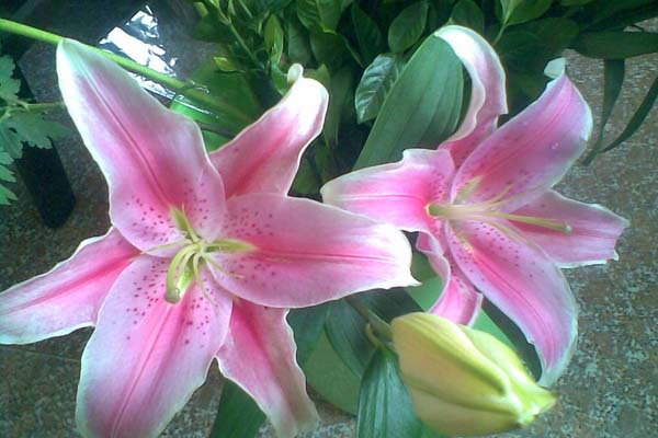 百合花圖片
