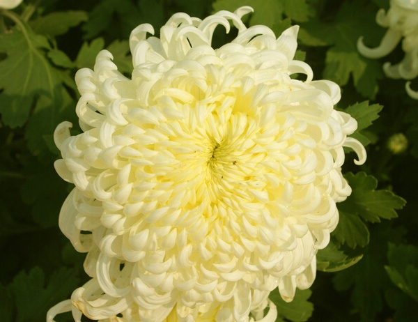 菊花圖片