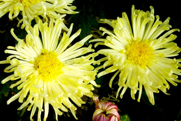 菊花圖片