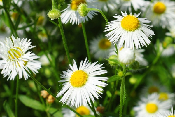 菊花圖片欣賞