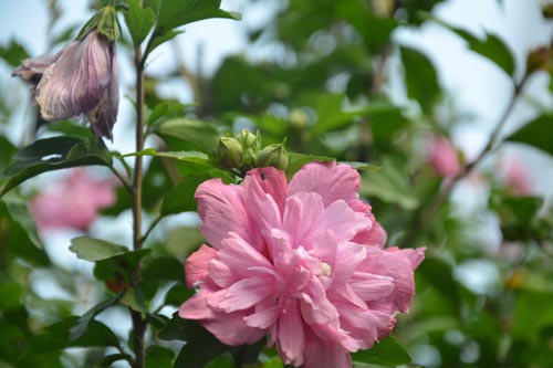木槿花圖片、