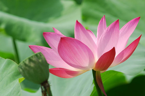 荷花