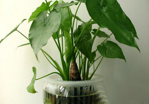 千手觀音植物圖片