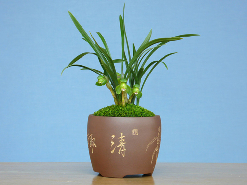 春蘭圖片