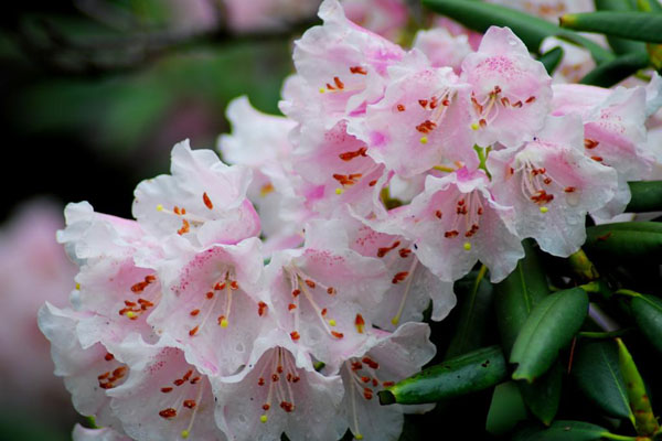 云錦杜鵑花圖片