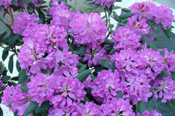 云錦杜鵑花圖片