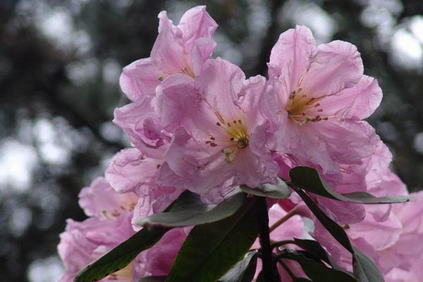 云錦杜鵑花圖片