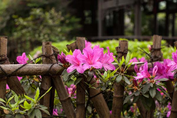杜鵑花