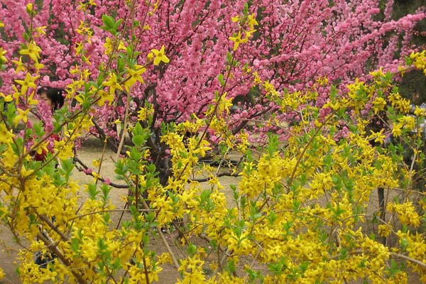 迎春花