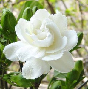 大葉梔子花