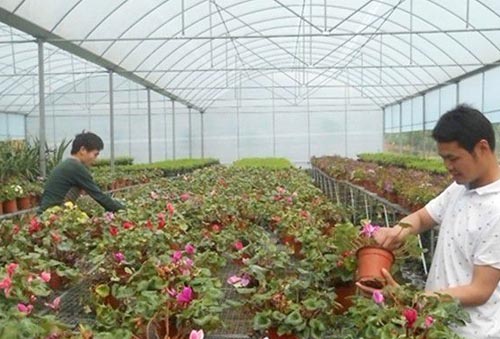 苗木施肥方法