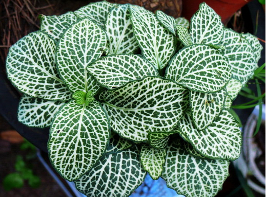 網紋草
