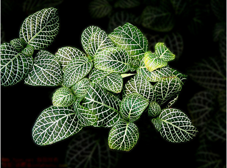 網紋草圖片