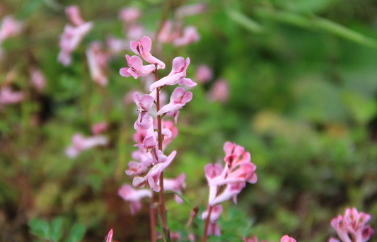 斷腸草