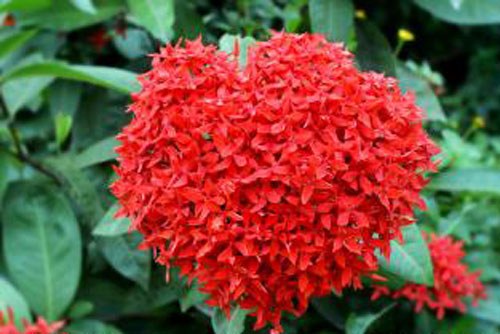 龍船花圖片