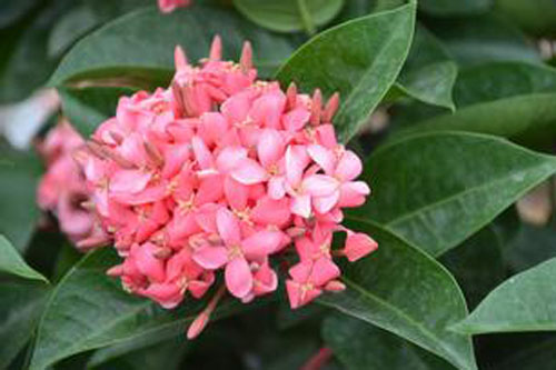 龍船花圖片