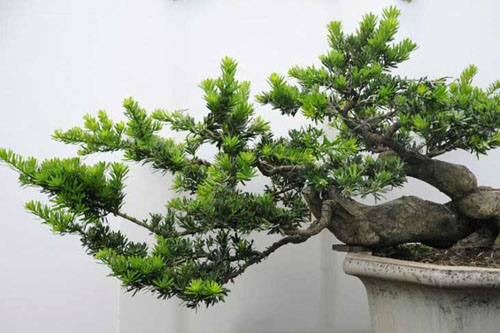 小葉羅漢松盆景