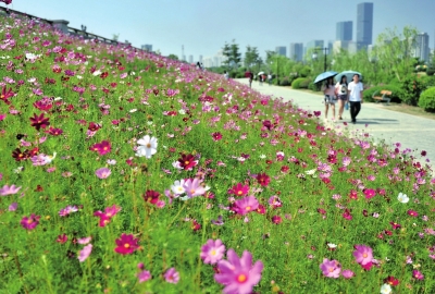 花海公園數萬平米花海如期綻放