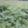 供應檫樹(shù)小苗-檫樹(shù)小苗價(jià)格